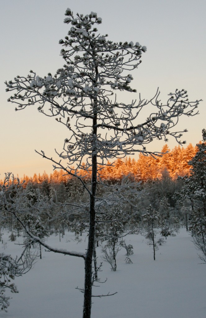 Solen i horisonten