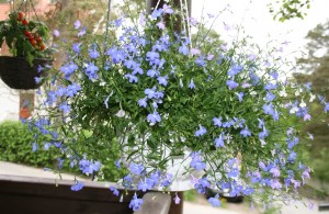 Lobelia