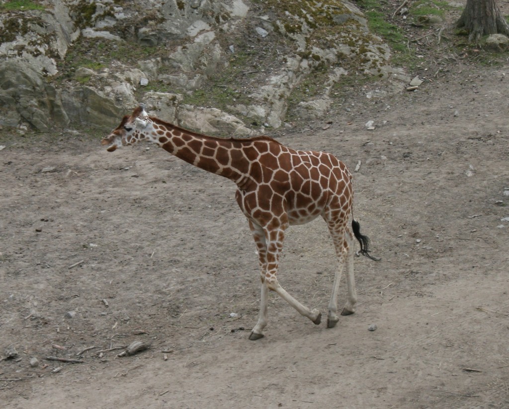 Giraff