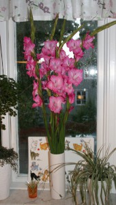 Gladiolus